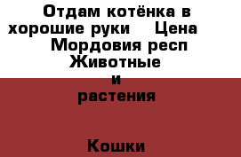 Отдам котёнка в хорошие руки. › Цена ­ 5 - Мордовия респ. Животные и растения » Кошки   